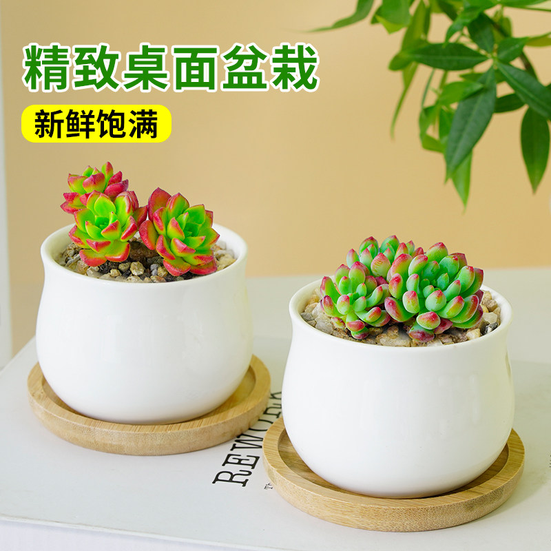 多肉植物室内小盆栽办公室桌面绿植花卉组合带盆稀有品种名贵肉肉,淘宝优惠券,粉丝福利购,淘宝优惠卷