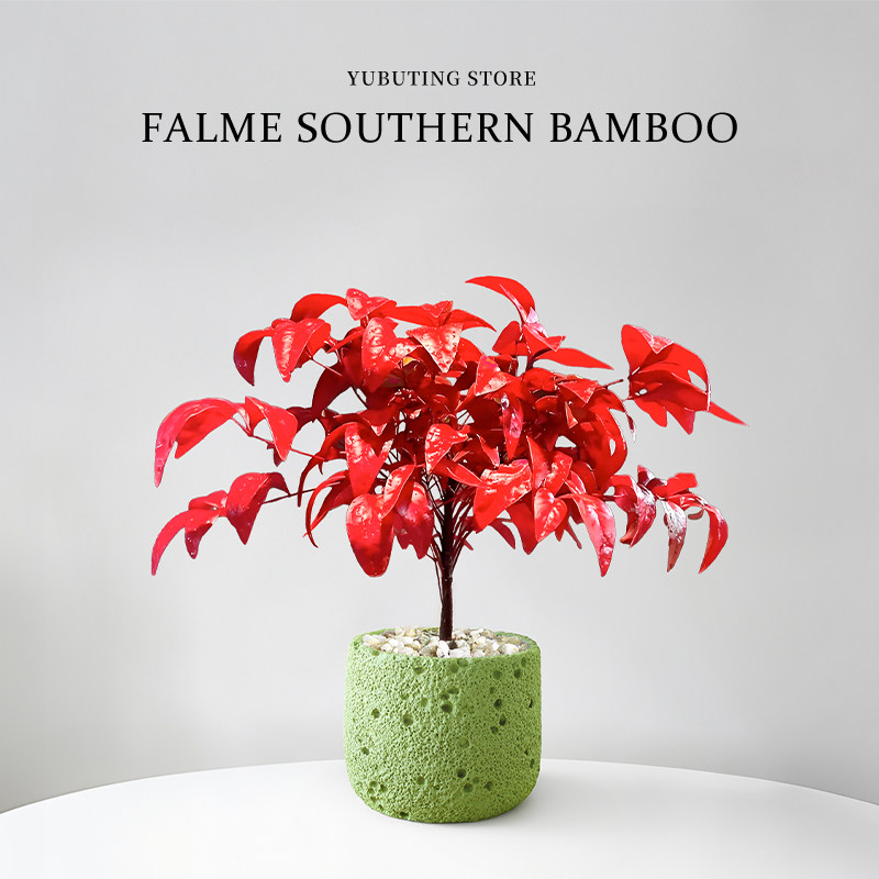 火焰南天竹盆栽耐寒绿植年宵花客厅办公室内桌面禅意盆景观叶植物,淘宝优惠券,粉丝福利购,淘宝优惠卷