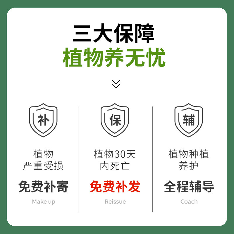 多肉植物室内小盆栽办公室桌面绿植花卉组合带盆稀有品种名贵肉肉,淘宝优惠券,粉丝福利购,淘宝优惠卷