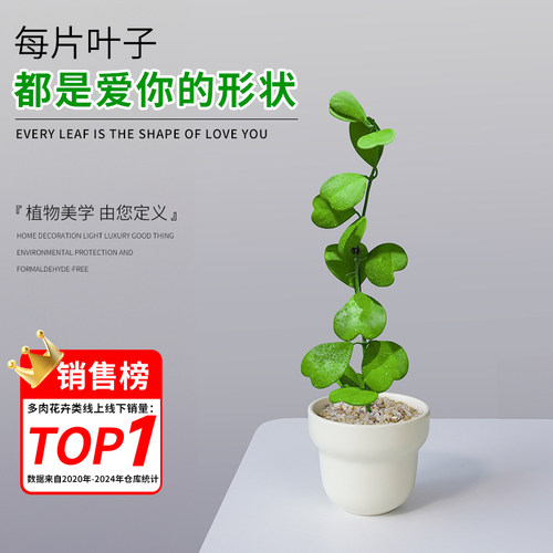 心叶球兰花卉绿植多肉植物桌面客厅办公室内小盆栽工位情人节礼物 - 图0