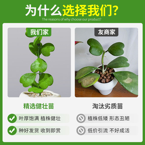 心叶球兰花卉绿植多肉植物桌面客厅办公室内小盆栽工位情人节礼物 - 图1