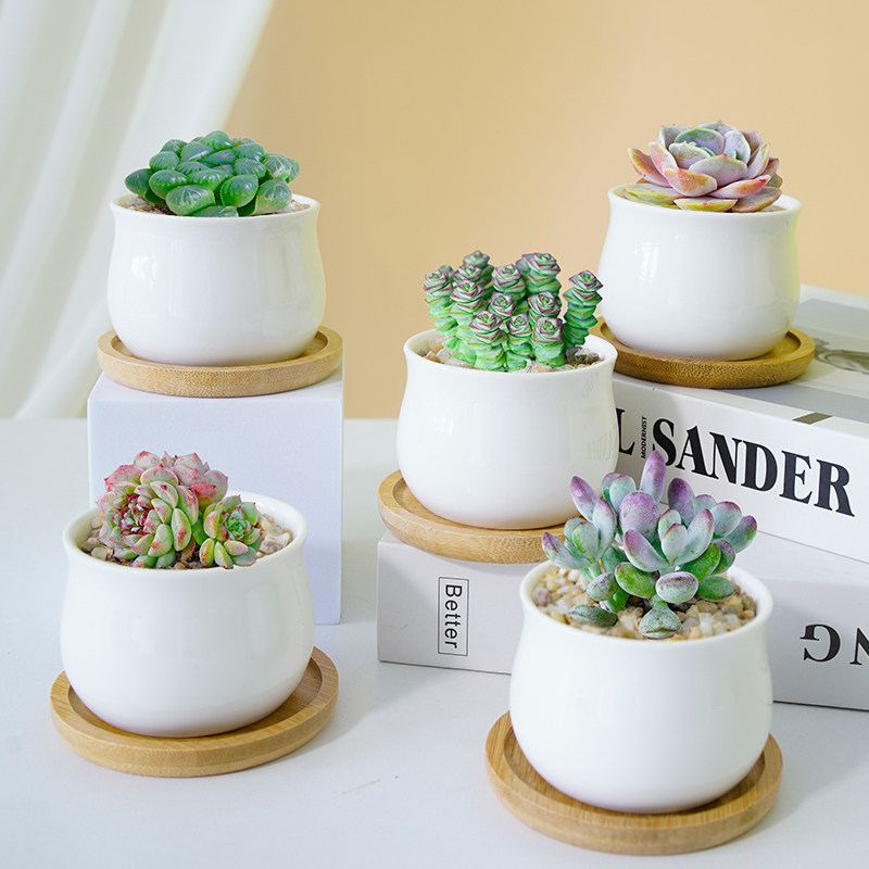 多肉植物室内小盆栽办公室桌面绿植花卉组合带盆稀有品种名贵肉肉,淘宝优惠券,粉丝福利购,淘宝优惠卷