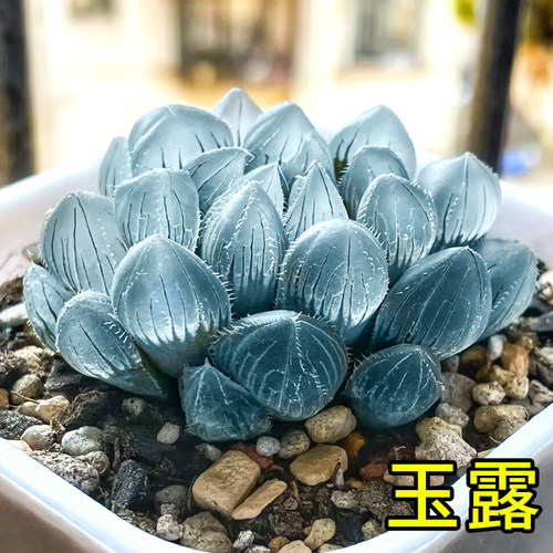 蓝镜多肉植物玉露花卉幼儿园办公室内冷门懒人桌面稀有小盆栽蓝色 - 图1