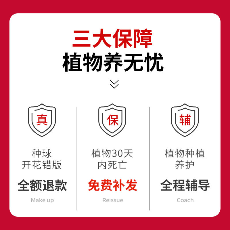 火焰南天竹盆栽耐寒绿植年宵花客厅办公室内桌面禅意盆景观叶植物,淘宝优惠券,粉丝福利购,淘宝优惠卷