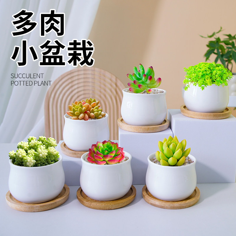 多肉植物室内小盆栽办公室桌面绿植花卉组合带盆稀有品种名贵肉肉,淘宝优惠券,粉丝福利购,淘宝优惠卷