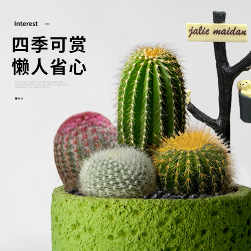 仙人掌盆栽组合多肉植物室内仙人球防辐射办公室桌面绿植花卉盆景 - 图1