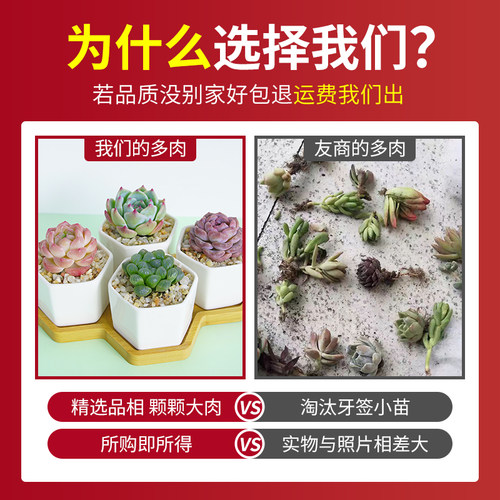 蓝镜多肉植物玉露花卉幼儿园办公室内冷门懒人桌面稀有小盆栽蓝色 - 图2