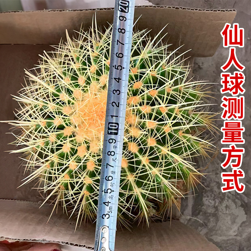 大金琥仙人球小盆栽仙人掌科多肉植物庭院绿植金虎带盆幼儿园好养,淘宝优惠券,粉丝福利购,淘宝优惠卷