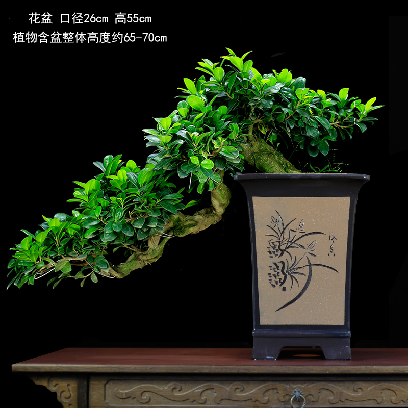 大型榕树盆景树桩悬崖植物造型老桩办公室内前台客厅玄关绿植盆栽 - 图1