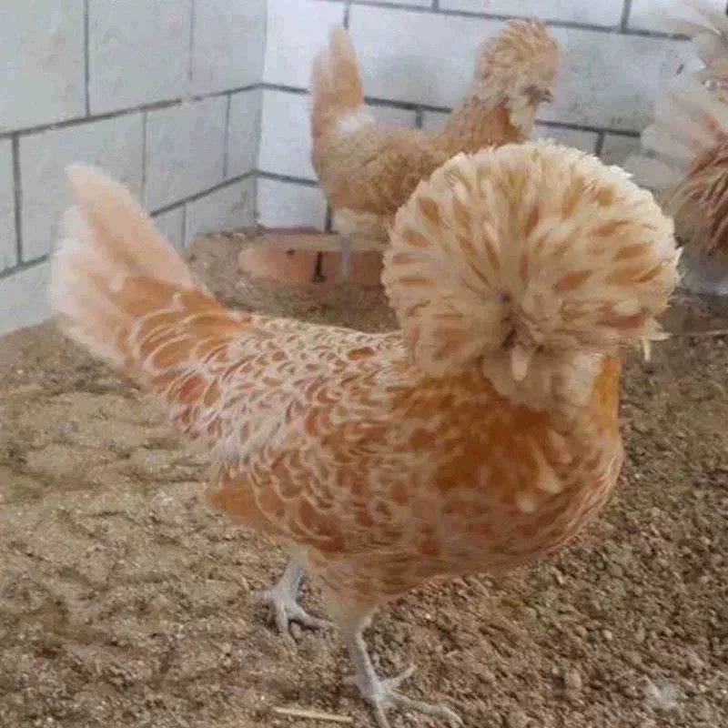 纯种新品黄色波兰帽子鸡种蛋观赏宠物鸡种蛋观赏鸟可孵化受精鸡蛋,淘宝优惠券,粉丝福利购,淘宝优惠卷