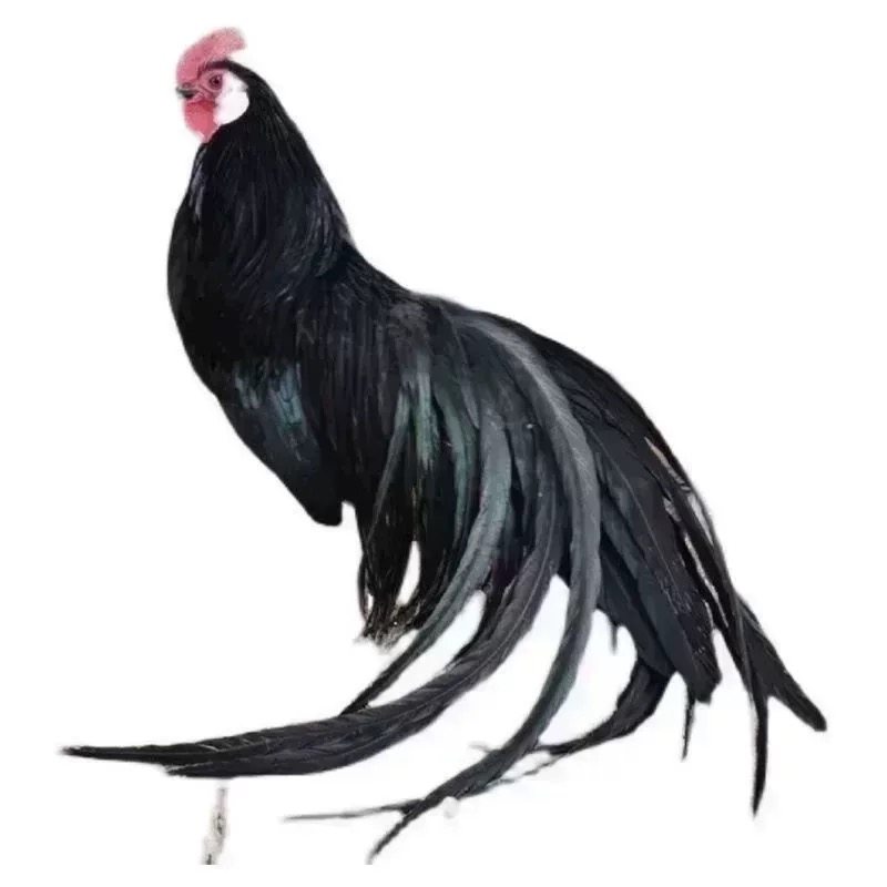 鲜蛋黑色长尾鸡种蛋可孵化受精蛋可孵化的宠物鸡蛋小型观赏鸡,淘宝优惠券,粉丝福利购,淘宝优惠卷