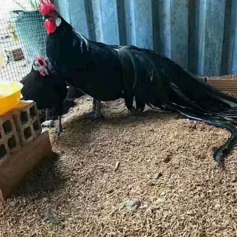 鲜蛋黑色长尾鸡种蛋可孵化受精蛋可孵化的宠物鸡蛋小型观赏鸡,淘宝优惠券,粉丝福利购,淘宝优惠卷