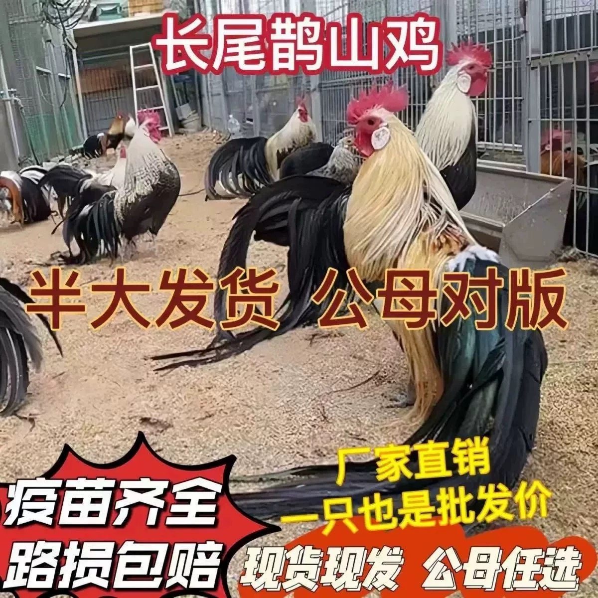 半斤脱温长尾鸡观赏鸡三色麻长尾凤鸡白鸡长尾鸡苗稀黄金鸡活苗,淘宝优惠券,粉丝福利购,淘宝优惠卷
