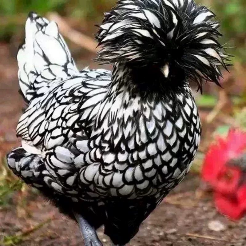 波兰小鸡可孵化帽子鸡种蛋白头翁受精率新鲜波澜红色观赏鸡受精卵,淘宝优惠券,粉丝福利购,淘宝优惠卷