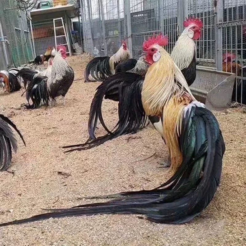 半斤脱温长尾鸡观赏鸡三色麻长尾凤鸡白鸡长尾鸡苗稀黄金鸡活苗,淘宝优惠券,粉丝福利购,淘宝优惠卷