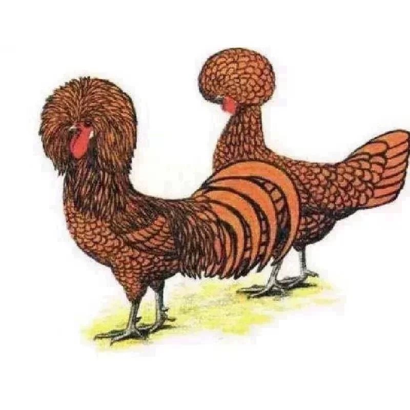 波兰帽子鸡5枚种蛋欧洲观赏鸡受精卵可孵化包受精率宠物鸡蛋,淘宝优惠券,粉丝福利购,淘宝优惠卷