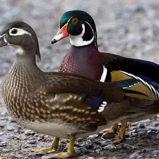 正宗鸳鸯鸭半大脱温苗半斤左右观赏鸭活体苗鸳鸯小鸭子家养,淘宝优惠券,粉丝福利购,淘宝优惠卷