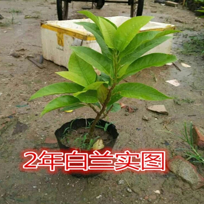 白兰花盆栽地栽苗白兰花树苗木兰花黄桷兰黄果兰绿植花卉植物包邮-图1