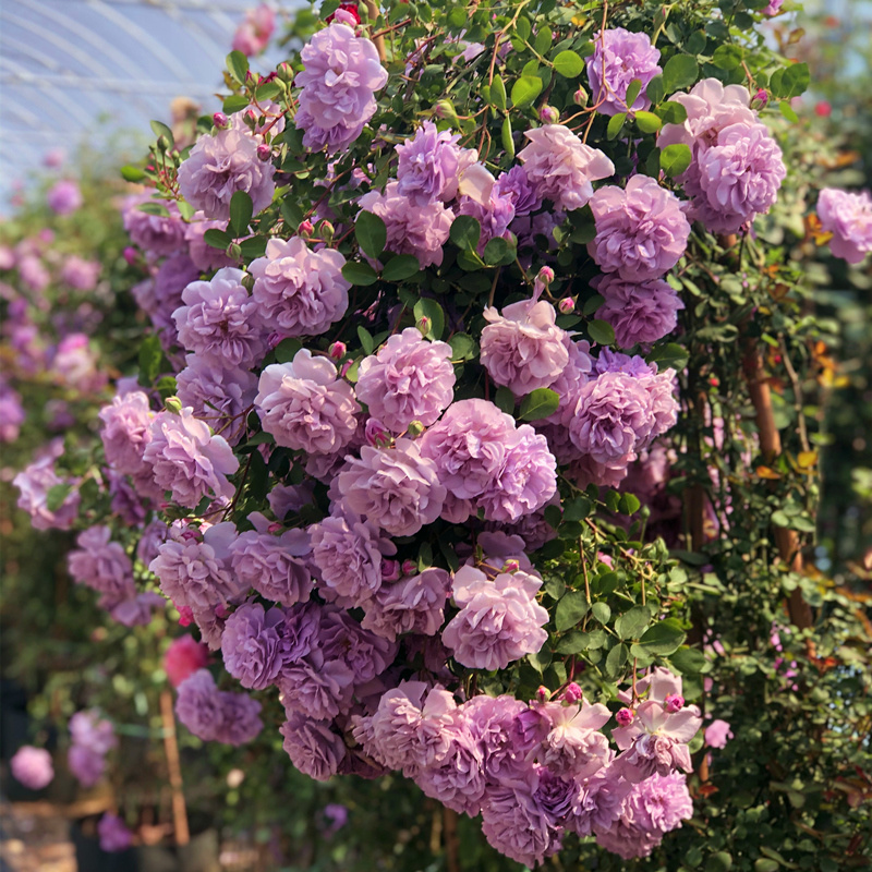 顺丰发货【蓝色阴雨】藤本月季盆栽蔷薇花苗四季开花阳台庭院 - 图1