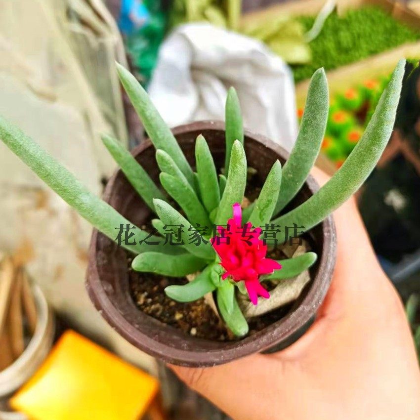 奔龙多肉植物肉肉盆栽花卉开花多肉老桩绿植稀有品种,淘宝优惠券,粉丝福利购,淘宝优惠卷