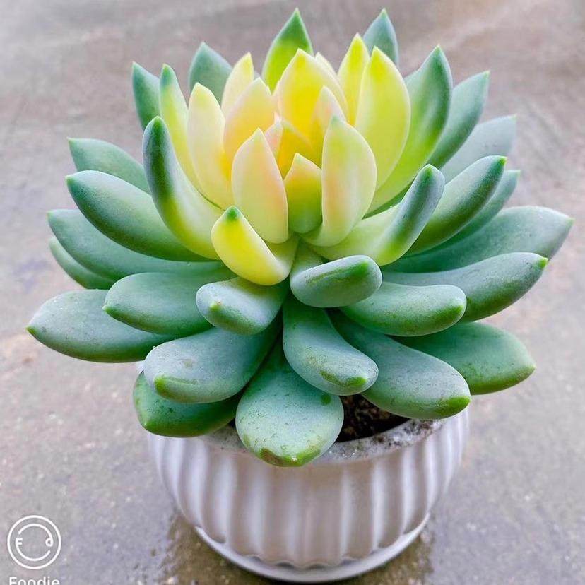 胖美人锦稀有贵货多肉植物花卉盆栽阳台绿植新手好养芦荟四季易活,淘宝优惠券,粉丝福利购,淘宝优惠卷