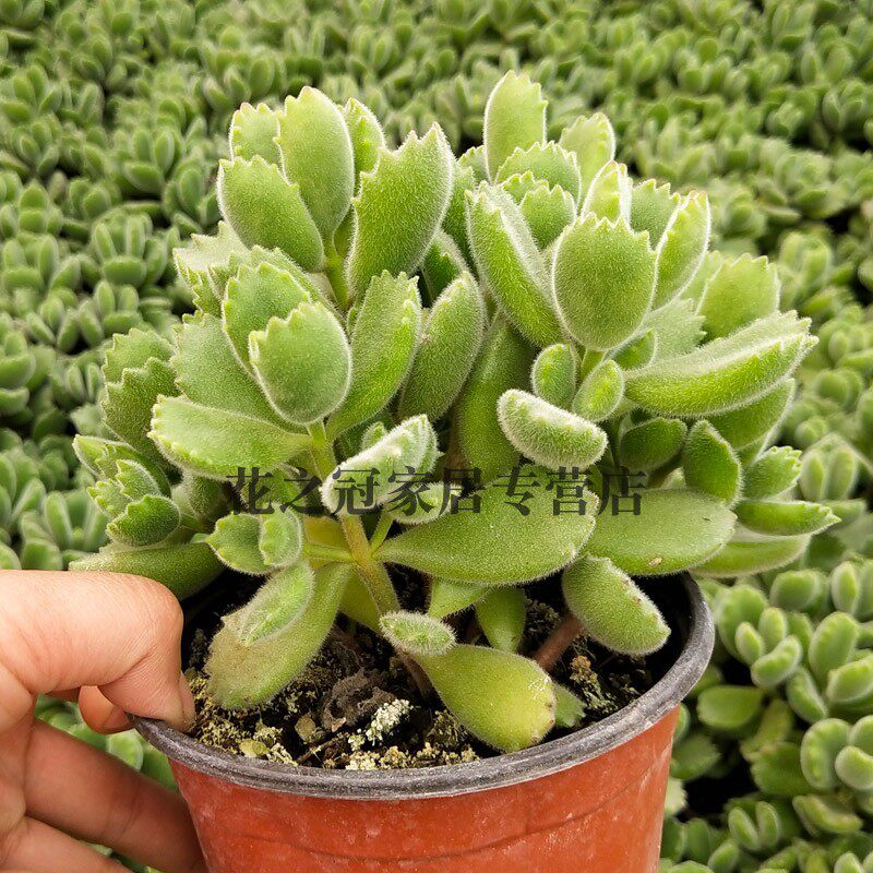 熊童子多肉植物不带盆土超大颗熊童子老桩熊掌花卉绿植盆栽办公室,淘宝优惠券,粉丝福利购,淘宝优惠卷