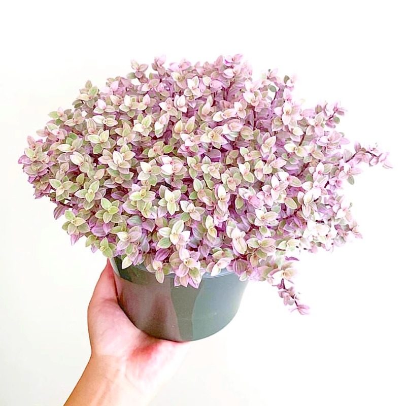 胭脂云多肉吊兰 小叶子油画四季好养植物盆栽小绿植室内花,淘宝优惠券,粉丝福利购,淘宝优惠卷