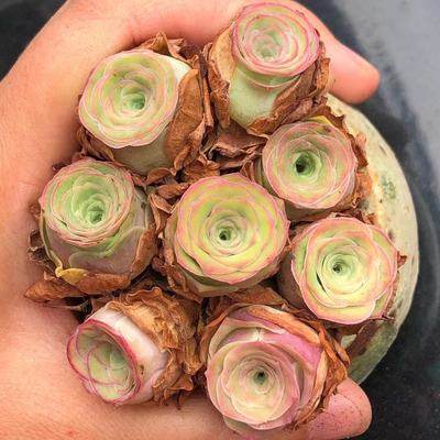 粉耶罗粉山地玫瑰 蜜桃杯酒杯白玉鸡蛋多肉阳台发货绿色,淘宝优惠券,粉丝福利购,淘宝优惠卷