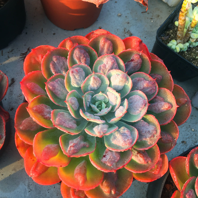 大雨滴老桩进口多肉植物大棵多头群生组合庭院盆栽花卉一物-图2