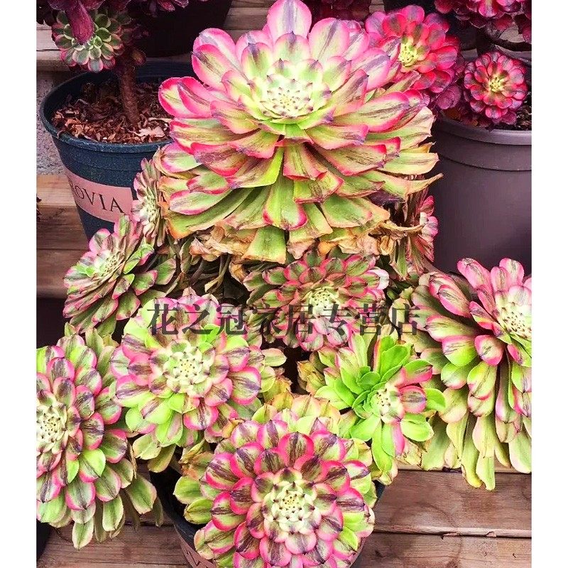 圆叶美杜莎多肉植物法师锦高级精品网红播款室内盆栽老桩木质大颗,淘宝优惠券,粉丝福利购,淘宝优惠卷