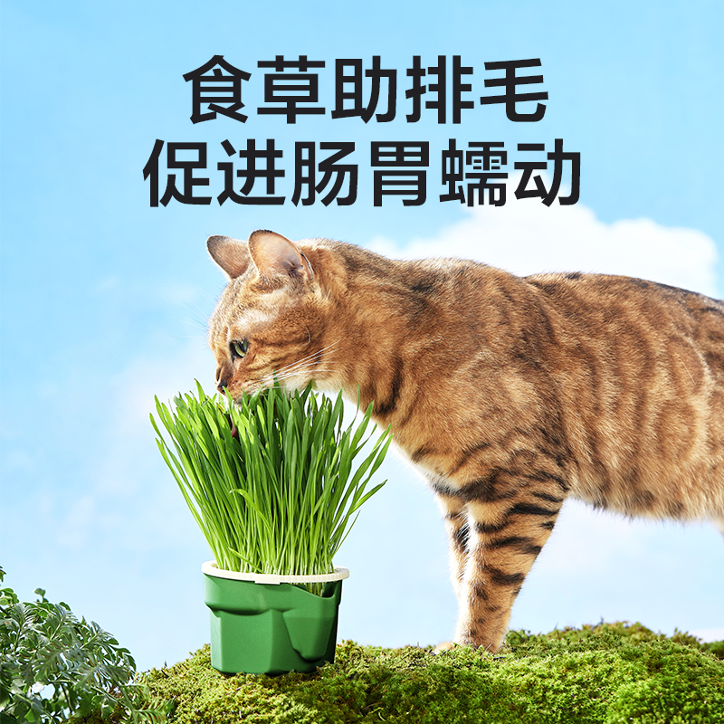 网易严选天成无土水培猫草杯猫咪零食排毛球猫草种子猫薄荷磨牙棒-图2