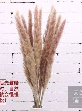 ins天然装饰客厅落地芦苇干花