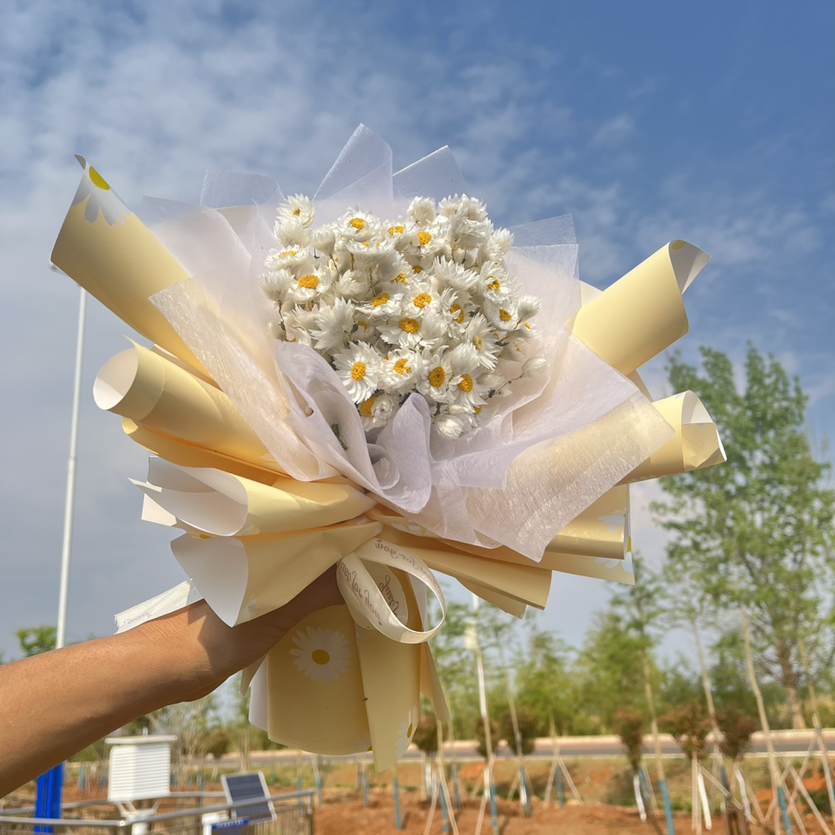 鲁丹鸟干花花束小雏菊北欧风小众清新家居装饰拍摄道具罗斯丹真花 - 图0