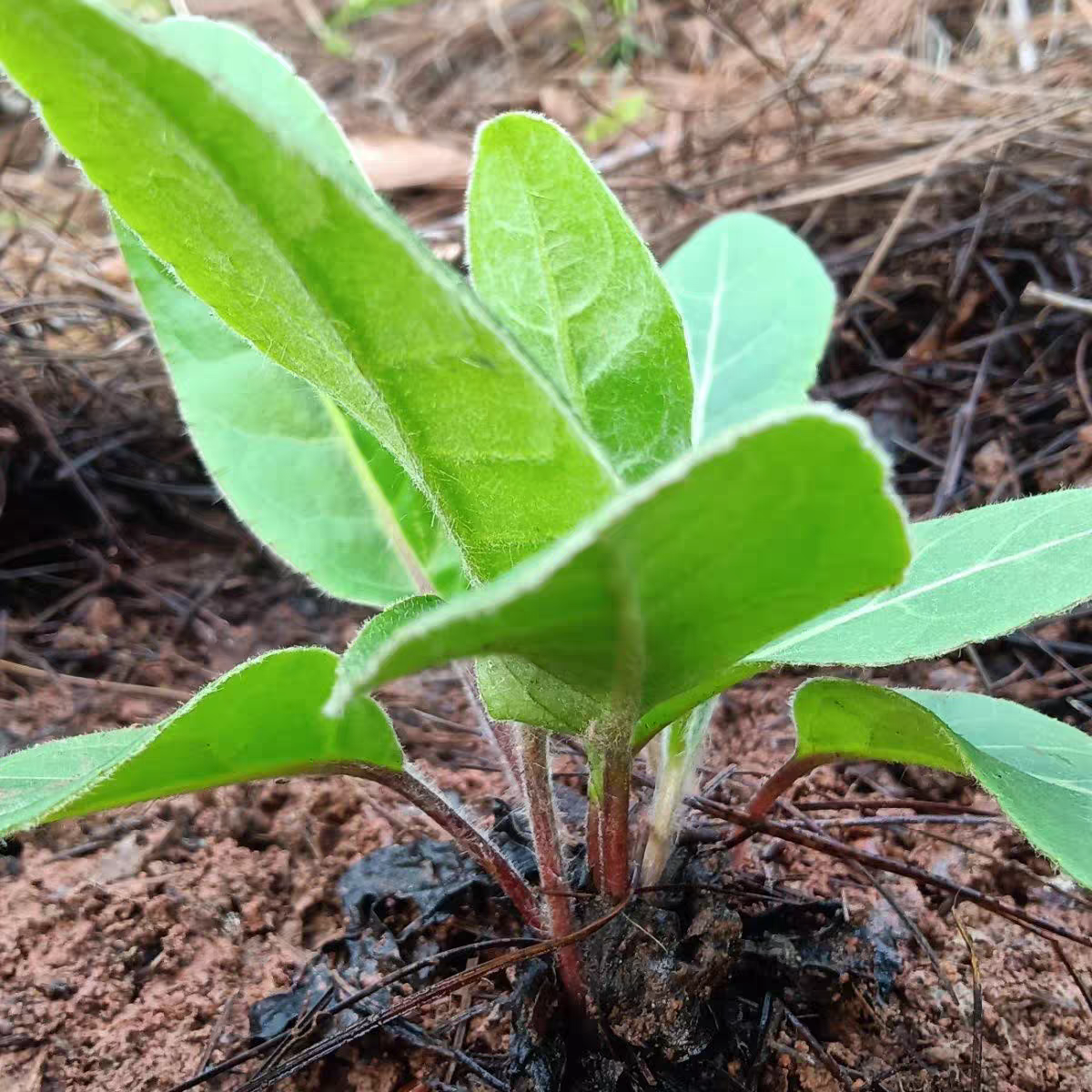 云南原生态新鲜毛大丁草 兔耳风 一支箭 白头翁 扑地香煲汤下奶,淘宝优惠券,粉丝福利购,淘宝优惠卷