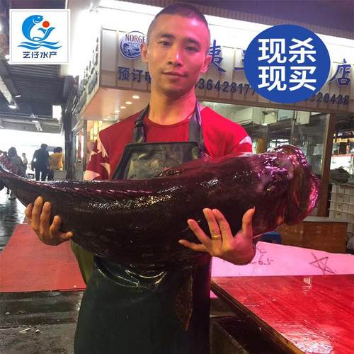 湛江现杀龙趸鱼龙胆大石斑鱼海鲜水产活体鲜活火锅食材深海石斑鱼 - 图0