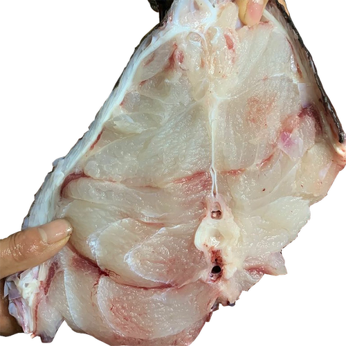 湛江现杀龙趸鱼龙胆大石斑鱼海鲜水产活体鲜活火锅食材深海石斑鱼 - 图2