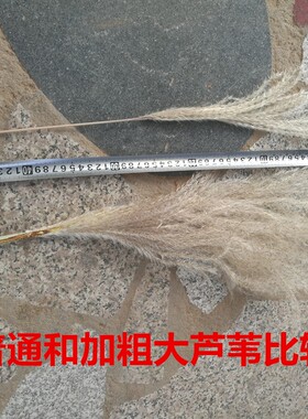 天然芦苇干花永生花束橱窗摆件芦苇花拂尘花狗尾巴草婚庆装饰道具