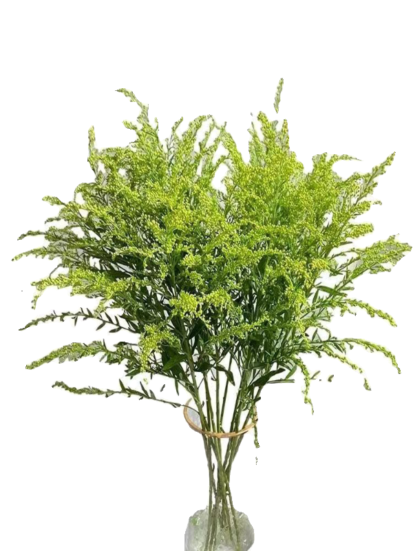 黄莺鲜花配花鲜花新鲜鲜切插花混搭花束菊花配草水养配叶填充花材