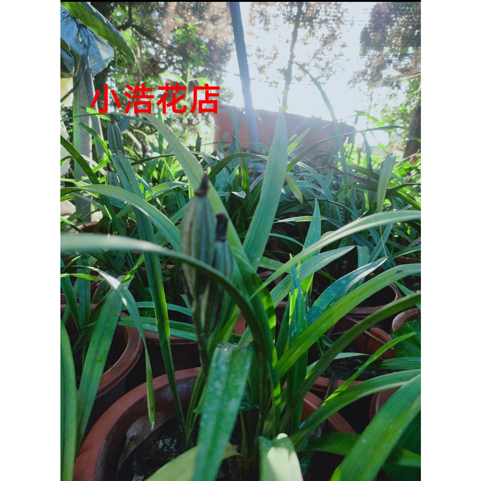 兰花盆栽植物名贵品种小叶龙岩素建兰花苞兰草四季大众国兰兰花苗