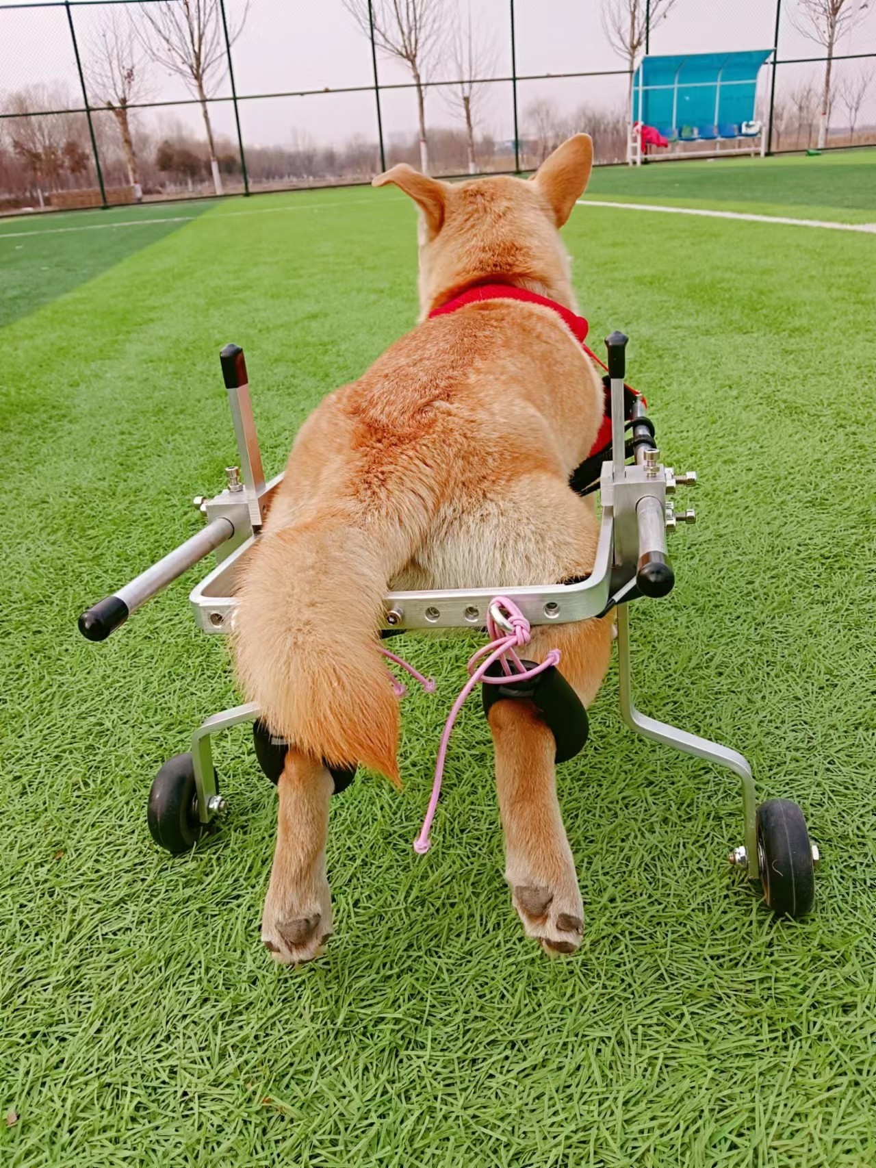 小型狗轮椅后肢残疾狗猫咪宠物轮椅车瘫痪老年狗代步车中大辅助