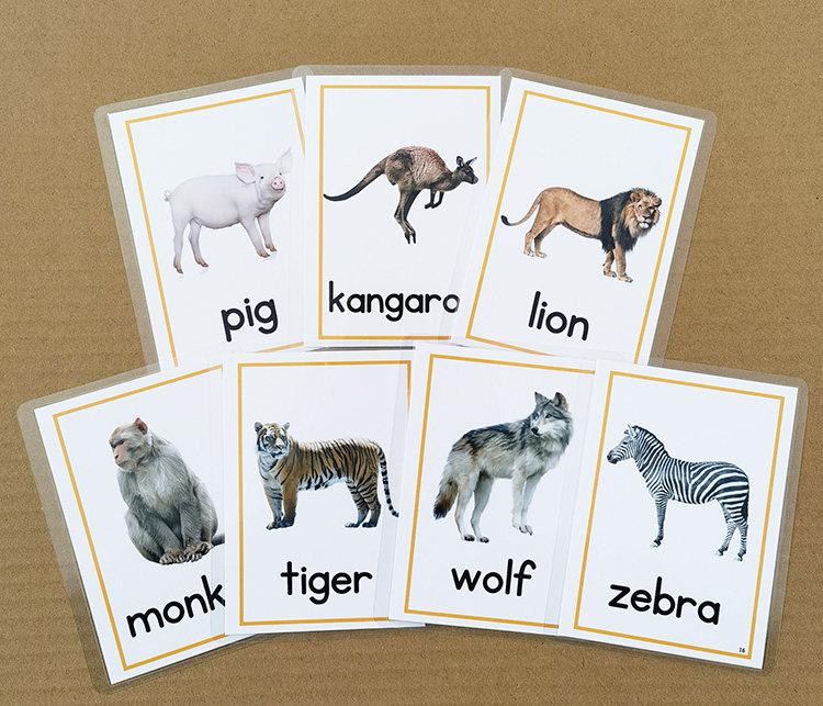 英语启蒙卡片动物认知卡片儿童单词闪卡宝宝早教玩具幼儿教师教具_虎窝淘