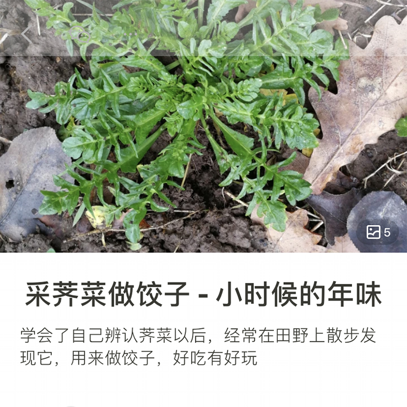 速冻荠菜！现摘新鲜整棵荠菜嫩干净荠菜4斤荠荠菜野菜新鲜野生挖-图2