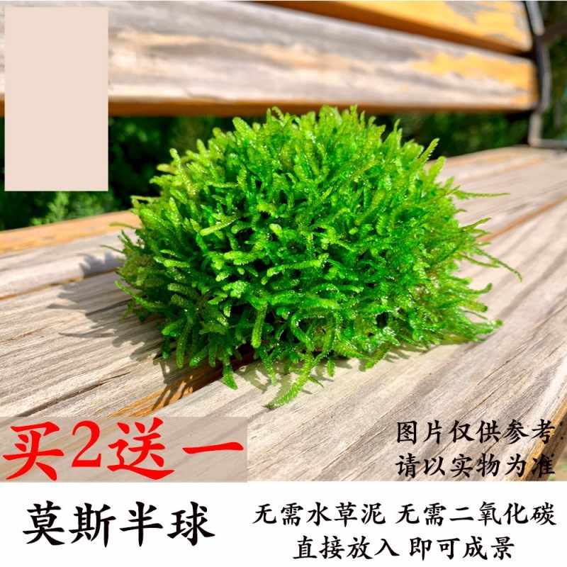 莫丝水草活体 新人首单立减十元 22年3月 淘宝海外
