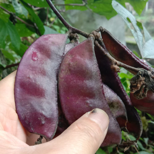 红扁豆种子紫眉豆高产茶豆茬豆早熟豆角四季播紫色蔬菜种孑春季籽 - 图2