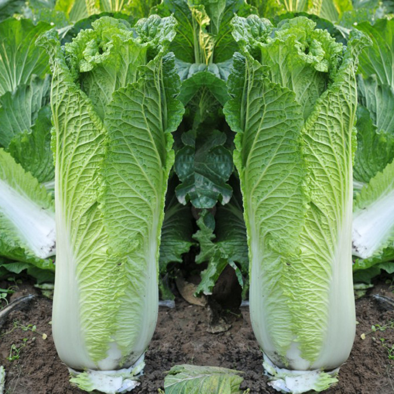 青麻叶大白菜籽长筒包心绿叶水果白菜绍菜种子农家菜园秋播蔬菜孑_虎窝淘