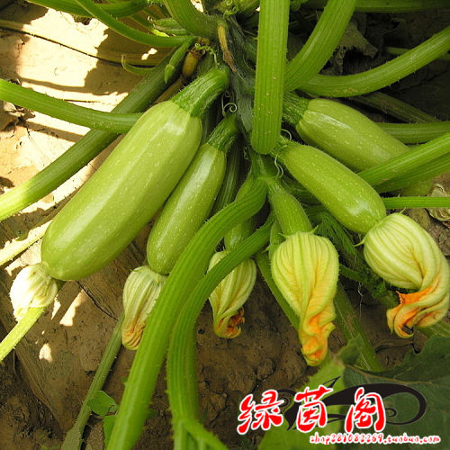 三月瓜种子早青一代西葫芦籽高产站瓜小南瓜阳台盆栽菜园蔬菜种孑 - 图2