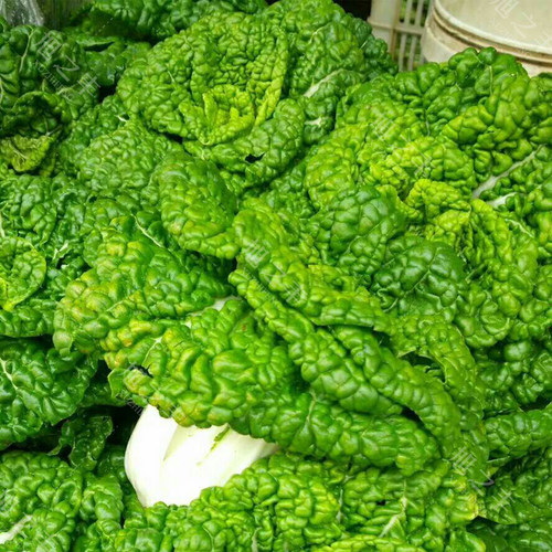 黄心乌菜种子籽乌塌菜菊花黄心菜白菜秋季泡泡菜淮南特色蔬菜种孑 - 图2