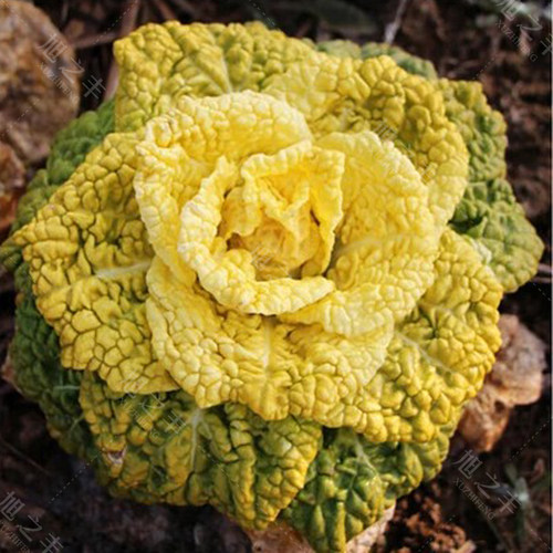 黄心乌菜种子籽乌塌菜菊花黄心菜白菜秋季泡泡菜淮南特色蔬菜种孑 - 图1