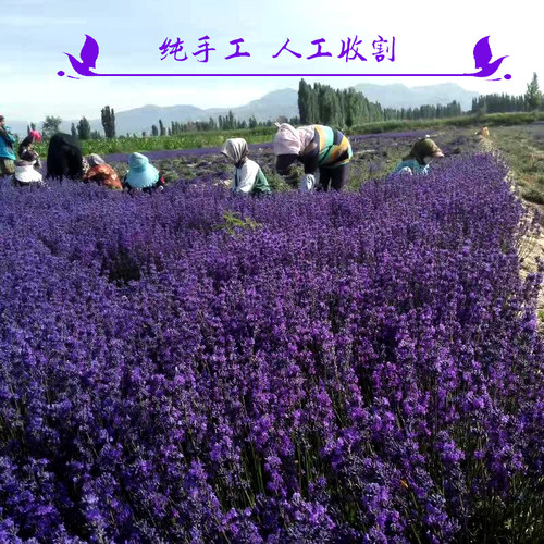 新疆薰衣草干花粒特5a级半斤衣柜香包枕头香料填充 - 图1
