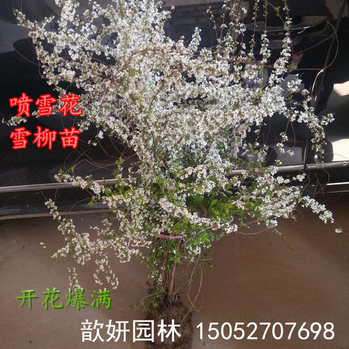 雪柳植物喷雪花苗盆栽绿植客厅珍珠梅庭院大苗雪柳叶树苗鲜枝条 - 图2